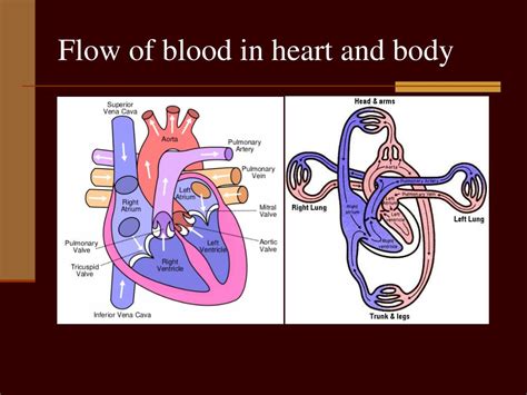 PPT - Diffusion and Osmosis in the Human Body PowerPoint Presentation ...