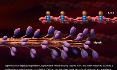 Muscle Contraction Process: Molecular Mechanism [3D Animation] on Make ...