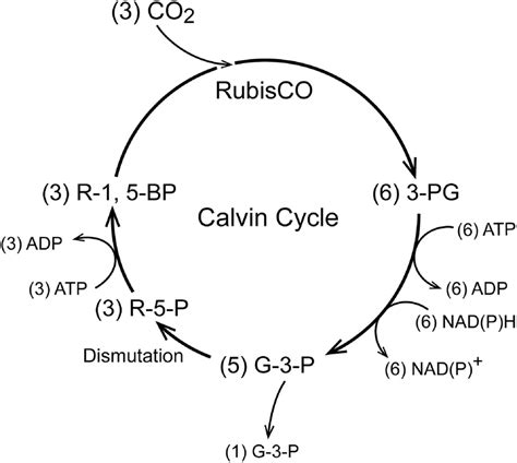 Carbon Fixation Diagram