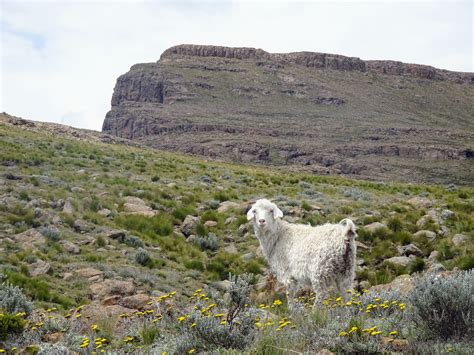 Drakensberg Sheep (1) - Sydney Sole Sisters