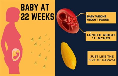 22-weeks-pregnant-baby-development-info-graphic.jpg - Babies carrier