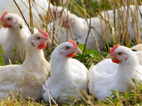 Chicken Tail down : Unveiling the Secret Power of Poultry - Quick News Pulse