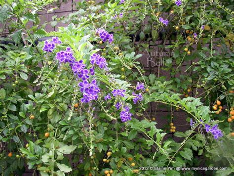 My Tropical Plants Finder: Duranta erecta - Purple flowers