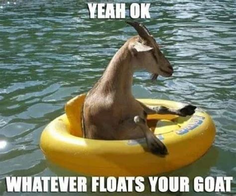 The Best Goat Memes, Jokes, and Puns