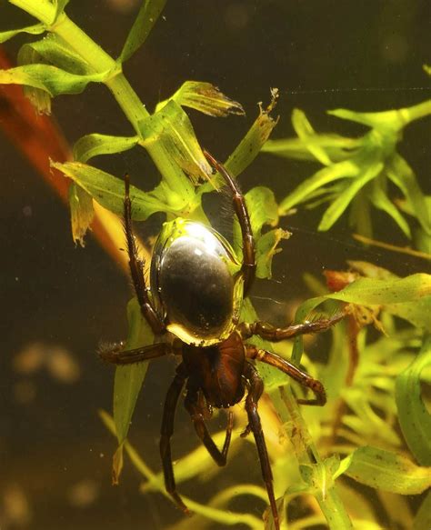 Diving Bell Spiders: Arachnids Creating Underwater Chambers