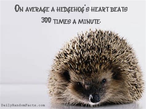 Hedgehog Quotes. QuotesGram