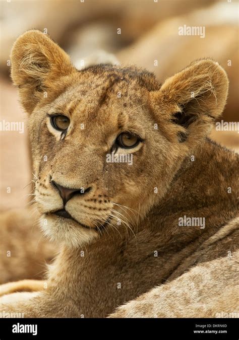 Lion, big 5, Panthera Leo Stock Photo - Alamy