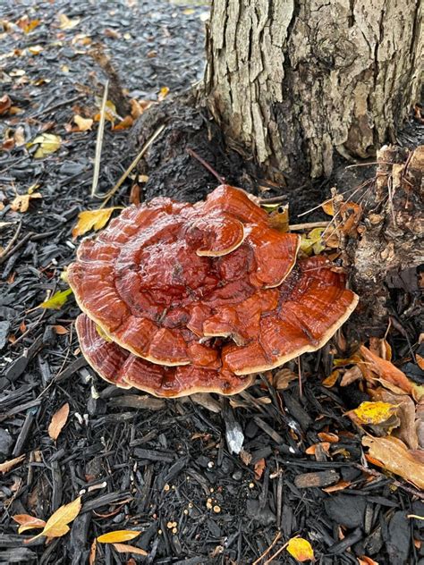 Reishi Mushroom Identification, Species, and Foraging - Mushroom Appreciation