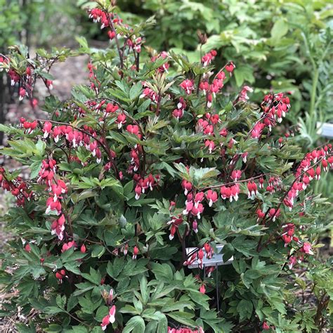 Dicentra Valentine - Buy Bleeding Heart Perennials Online