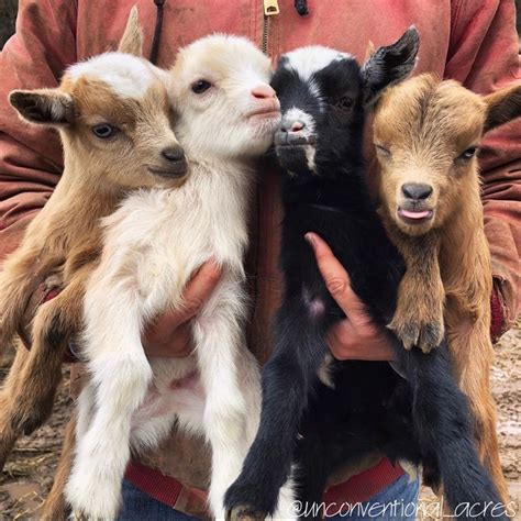 baby goats! 🐐🐐🐐🐐 | Cute goats, Cute animal pictures, Baby goats