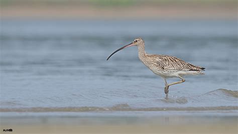 Eurasian Curlew