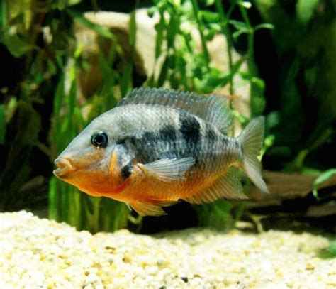 Firemouth Cichlid • Care Guide (Tank Mates, Breeding & Eggs)