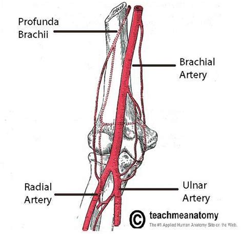 Pictures Of Brachial Artery