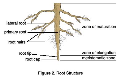 Antti's Biology: 2.53 Root Structure