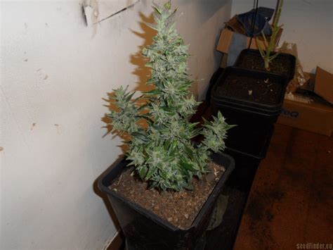 Strain-Gallery: Automatic AK47 (Lowlife Seeds) PIC #08031411815509949 by SeedFinder.eu