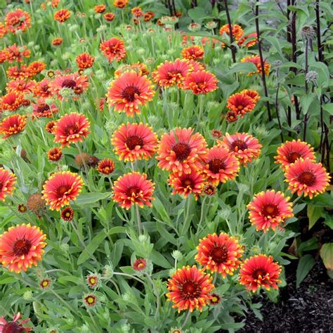 Gaillardia ‘Red Sun’ | TERRA NOVA® Nurseries, Inc.