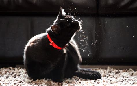 Black cat scratching | Black cat scratching | @Doug88888 | Flickr