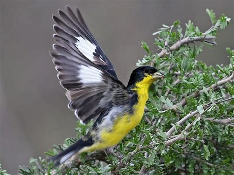 Lesser Goldfinch - NestWatch