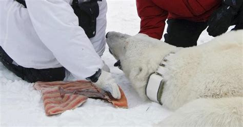 Polar Bears Drop Their GPS Tracking Collars, but Can Still Be Used To Track Drifting Ice ...