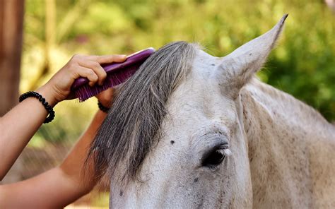 The 5 Best Horse Grooming Brushes | 2022 Buying Guide - Equineigh