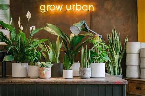 Top 10 Shade Tolerant Indoor Plants – grow urban.