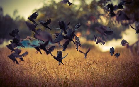 Flock Of Birds HD desktop wallpaper : Widescreen : High Definition : Fullscreen