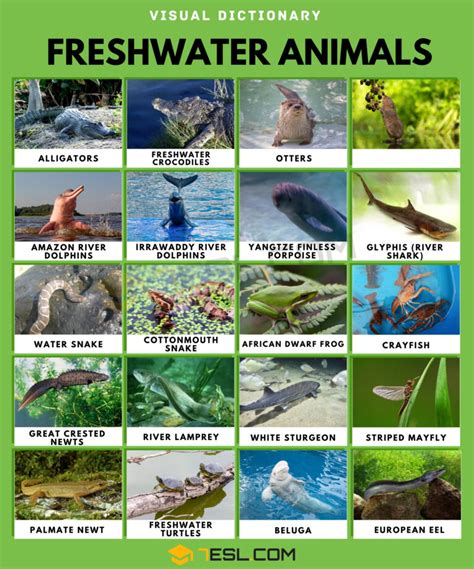 Freshwater Animals Names with Facts • 7ESL