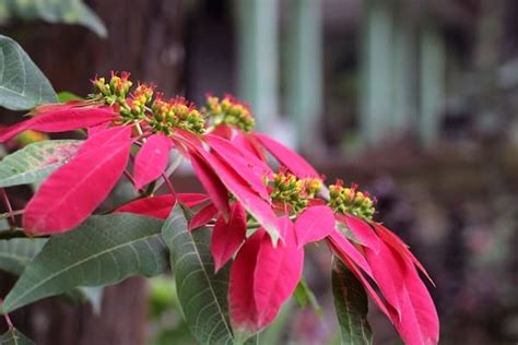 Why Are My Poinsettia Leaves Falling Off? Let's Find Out!