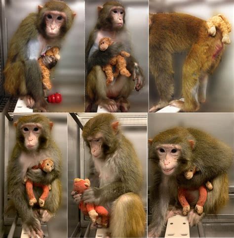 Baby Monkeys’ Eyes Sewn Shut by Harvard Experimenter | PETA