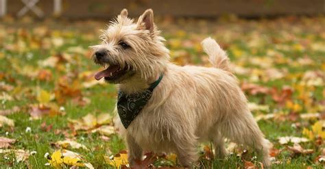 What Kind of Dog Is Toto from the Wizard of Oz? Breed Information, Pictures, and Facts - A-Z Animals