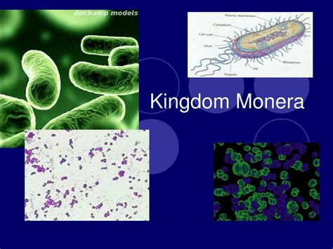 PPT - Kingdom Monera PowerPoint Presentation, free download - ID:1863993