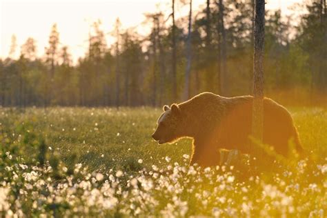 Bear Watching Kuhmo, Finland | Finland, Beautiful nature, Nature