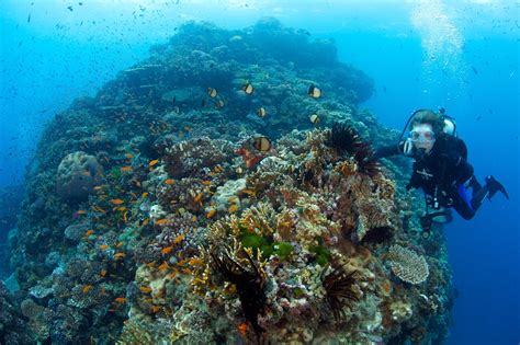 Watch Oceanographer Sylvia Earle in ‘Mission Blue,’ Documented by Fisher Stevens (VIDEO) | IndieWire