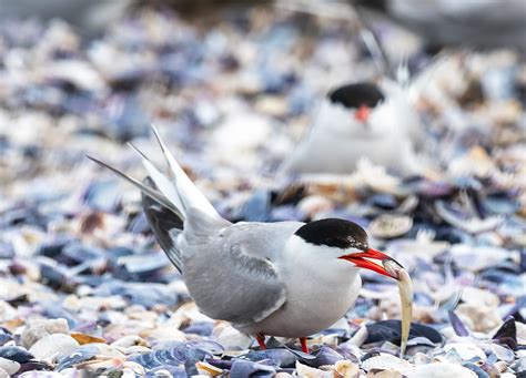 Manmade Common Tern breeding platform on Behance