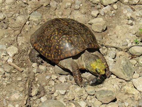 Desert Box Turtle in August 2022 by smwhite. Eating cicada. 8/31/2022. · iNaturalist