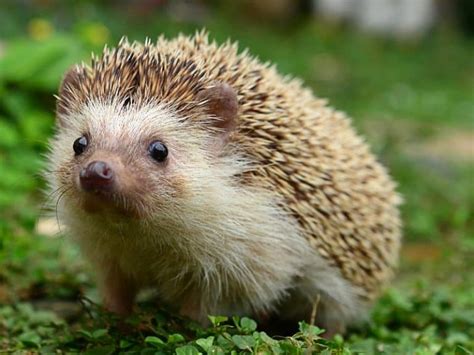 Hedgehog vs Porcupine – What’s Their Difference? - Northern Nester