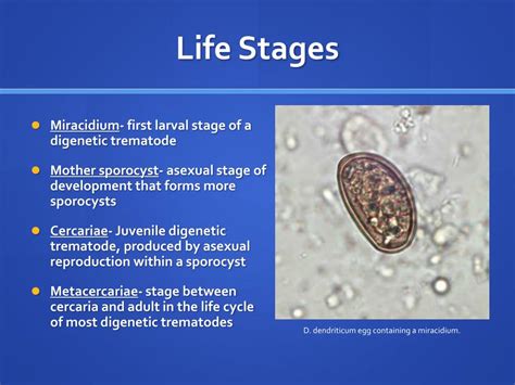 PPT - Dicrocoelium dendriticum PowerPoint Presentation, free download - ID:942708