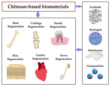 Pharmaceutics | Free Full-Text | Chitosan-Based Biomaterials for Tissue Regeneration