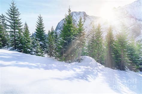 Sun rays through snowy mountains and trees Photograph by Daniela Simona Temneanu - Pixels