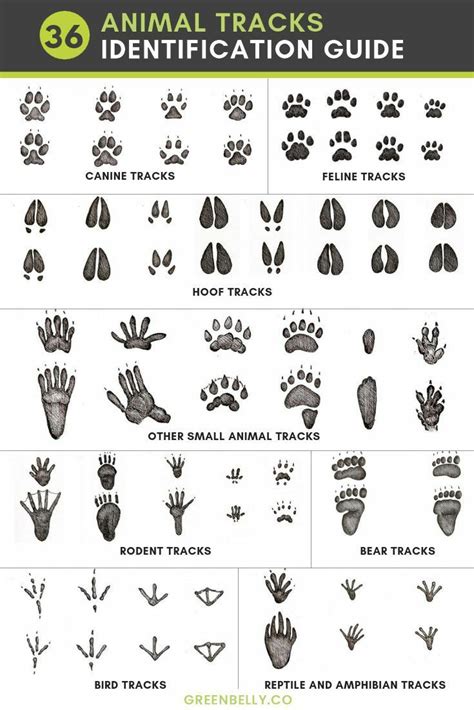 Animal tracks identification guide : r/coolguides