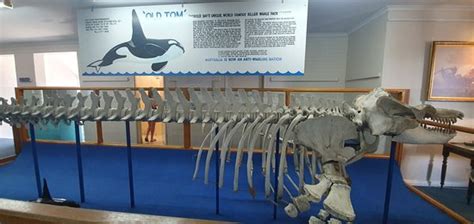 Killer Whale Museum (Eden) - 2020 All You Need to Know BEFORE You Go (with Photos) - Tripadvisor