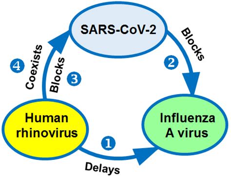 Rhinovirus Structure