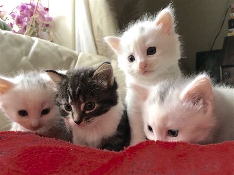 Stunning Maine Coon X Angora kittens for sale | in Wimbledon, London ...