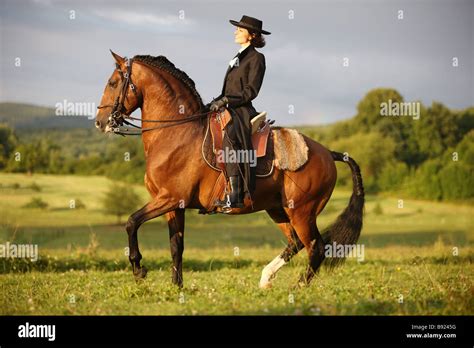 woman riding on Lusitano horse Stock Photo - Alamy