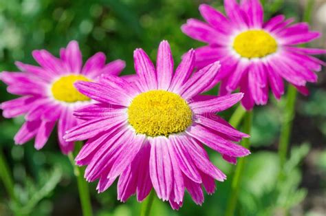 The Pink Pyrethrum in Bloom in the Garden Stock Image - Image of nature, decorative: 138012529