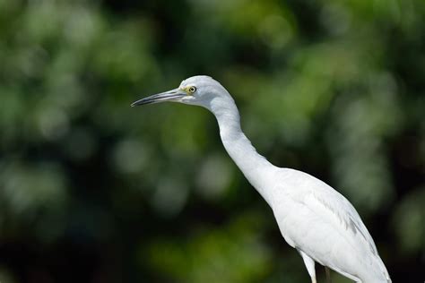 The Amazing Life: Juvenile Little Blue Heron (Egretta caerulea) of Belize