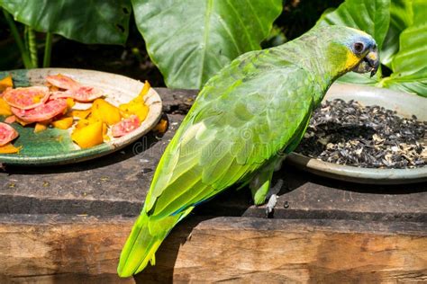 Parrot eating seeds stock image. Image of tree, beak, feathers - 4415101