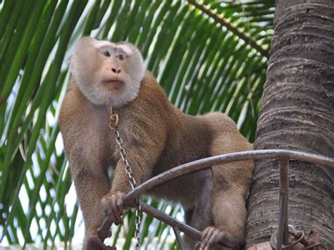 Macaca leonina / Northern pig-tailed macaque in Nong Nooch Tropical Botanical Garden