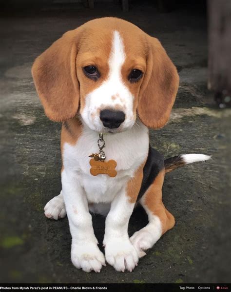 "Hello, I'm Peanut!" As posted on Facebook by Myrah Perez #beaglepups | Cute beagles, Pocket ...