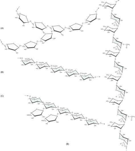 2. (Continued) (B) Structure of rhamnogalacturonan I. 5-Arabinan (A ...